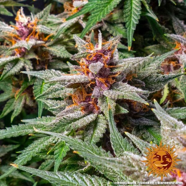 Buds Runtz Auto Barney's Farm cannabis seeds autoflowering and feminized to buy in Greece and Europe Wholesale and Retail.