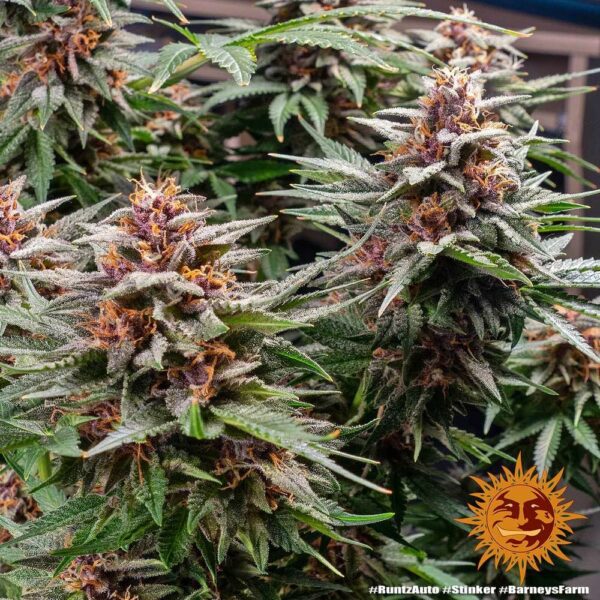 Plant Runtz Auto Barney's Farm cannabis seeds autoflowering and feminized to buy in Greece and Europe Wholesale and Retail.