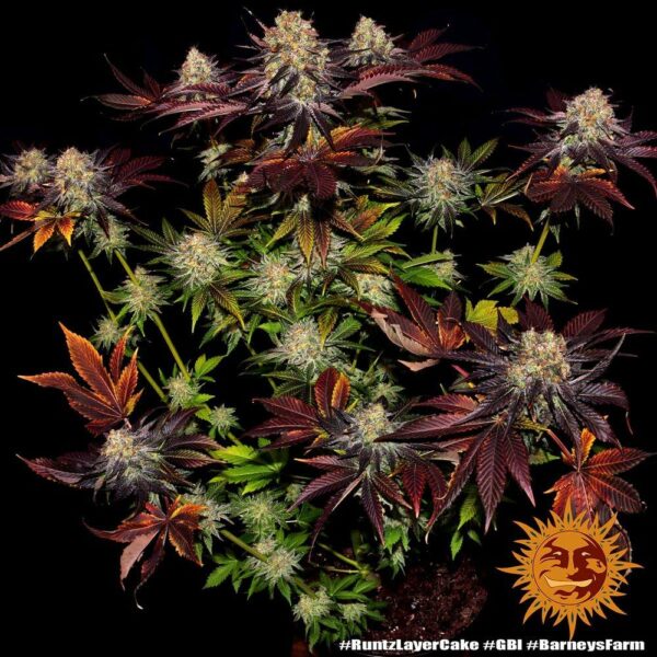 Plants Runtz x Layer Cake Barney's Farm cannabis seeds autoflowering and feminized to buy in Greece and Europe Wholesale and Retail.