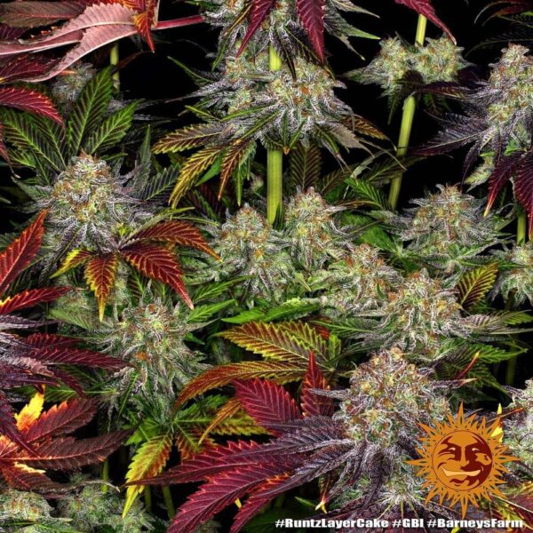 Flowering Runtz x Layer Cake Barney's Farm cannabis seeds autoflowering and feminized to buy in Greece and Europe Wholesale and Retail.