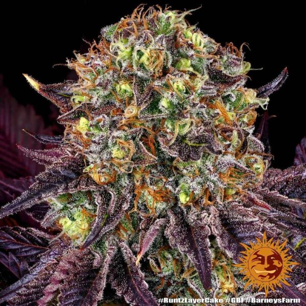 Plant Runtz x Layer Cake Barney's Farm cannabis seeds autoflowering and feminized to buy in Greece and Europe Wholesale and Retail.