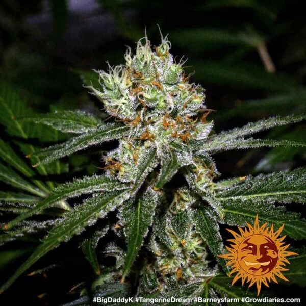 Plants Tangerine Dream Barney’s Farm cannabis seeds autoflowering and feminized to buy in Greece and Europe Wholesale and Retail.