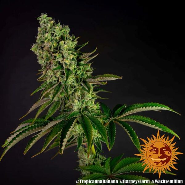 Barney’s Farm cannabis seeds autoflowering and feminized to buy in Greece and Europe Wholesale and Retail.