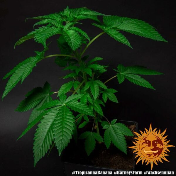 Flowering Tropicanna Banana Barney's Farm cannabis seeds autoflowering and feminized to buy in Greece and Europe Wholesale and Retail.