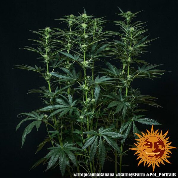 Plants Tropicanna Banana Barney's Farm cannabis seeds autoflowering and feminized to buy in Greece and Europe Wholesale and Retail.