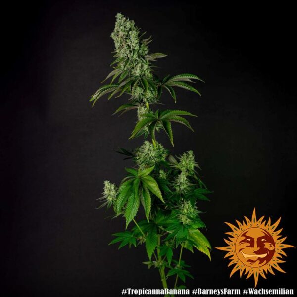 Plant Tropicanna Banana Barney's Farm cannabis seeds autoflowering and feminized to buy in Greece and Europe Wholesale and Retail.