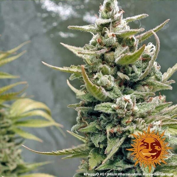 Plants G13 Haze Barney's Farm cannabis seeds autoflowering and feminized to buy in Greece and Europe Wholesale and Retail.