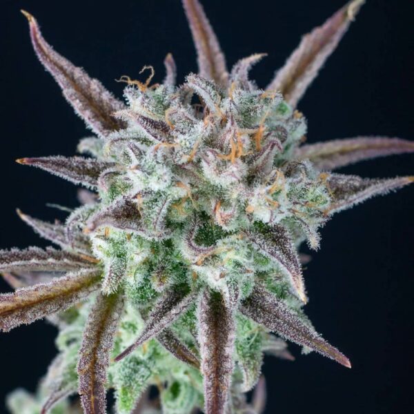 Plant Strawberry Banana Auto FastBuds cannabis seeds autoflowering and feminized to buy in Greece and Europe Wholesale and Retail.