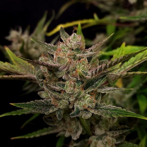 Plant Ζtrawberriez Auto Fast Buds cannabis seeds autoflowering and feminized to buy in Greece and Europe Wholesale and Retail.