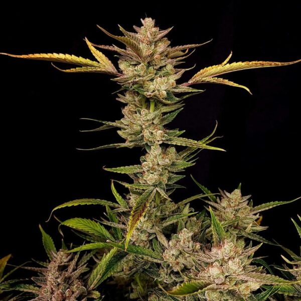Flowering Ζtrawberriez Auto Fast Buds cannabis seeds autoflowering and feminized to buy in Greece and Europe Wholesale and Retail.